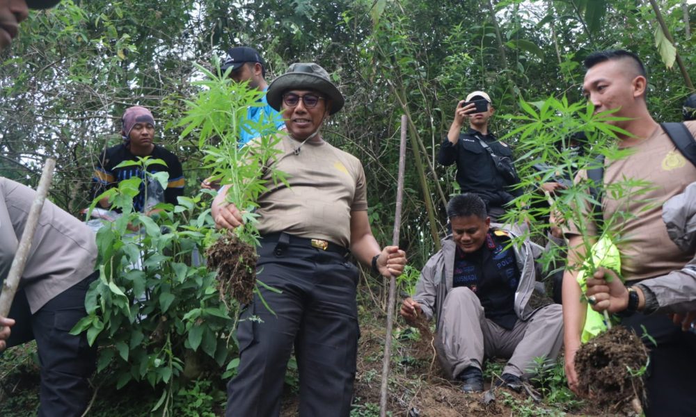 Wakil Kepala Kepolisian Daerah Bengkulu Brigjen Pol Drs Umardani M.Si Kamis (29/12/2022) meninjau langsung lokasi penemuan ladang ganja di dusun III Desa Air Rusa kecamatan Sindang Dataran yang berbatasan dengan desa Kampung Jeruk, Kabupaten Rejang Lebong ShareFacebookTwitterWhatsApp