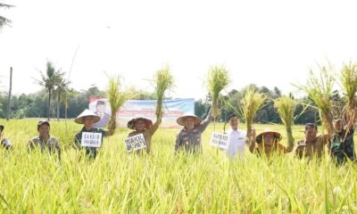 Panen Raya